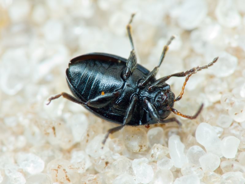 Hermaeophaga mercurialis (Fabricius, 1792)